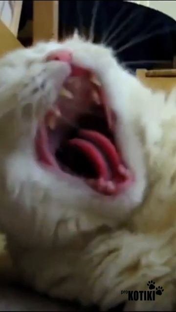 Котики мило зевают