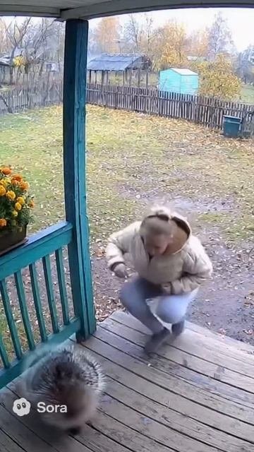 Дикобраз