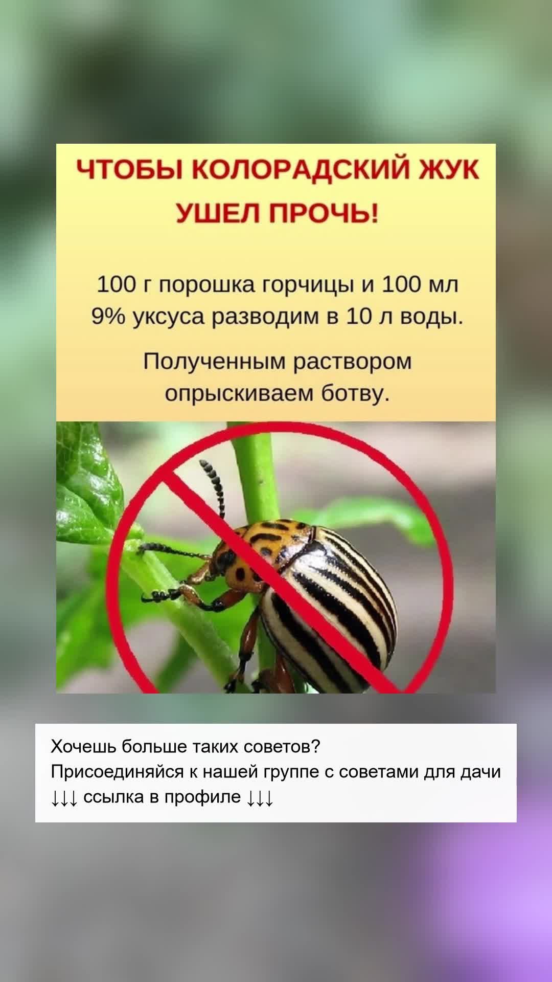 Как избавиться от колорадского жука навсегда