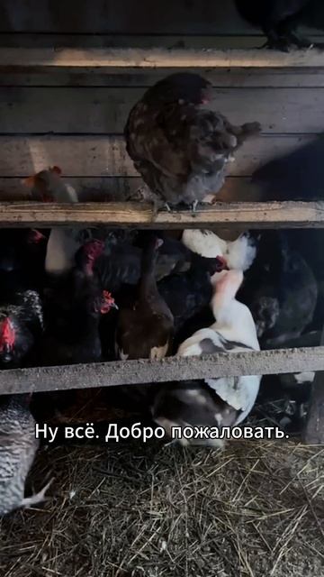 Переполох