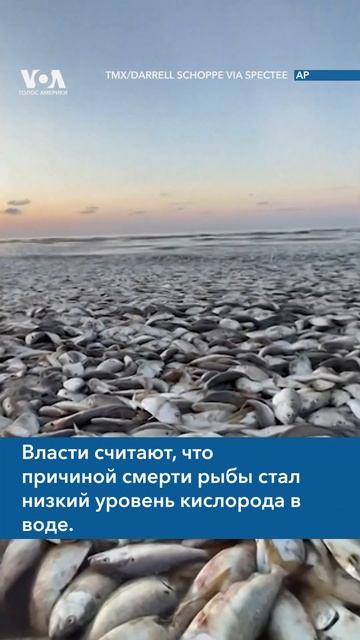 Реклама Гибель рыбы в Техасе