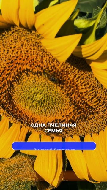 Подсолнух – ценный медонос!