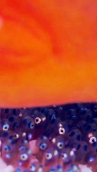 Рыба-клоун и его заросли мальков #shorts