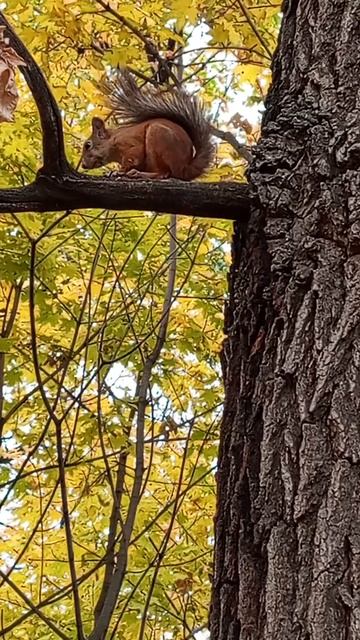 Встретили белочку на прогулке #шортс #shorts #белка #squirrel #nuts #nature #природа #орехи #tiktok