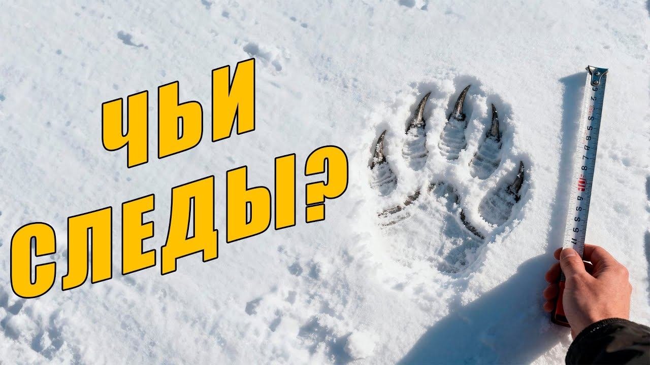 ЖУТКОЕ ОБНАРУЖЕНИЕ В ЛЕСАХ МИЧИГАНА: ПРОПАВШИЙ СТРЕЛОК И СЛЕДЫ НЕИЗВЕСТНОГО СУЩЕСТВА