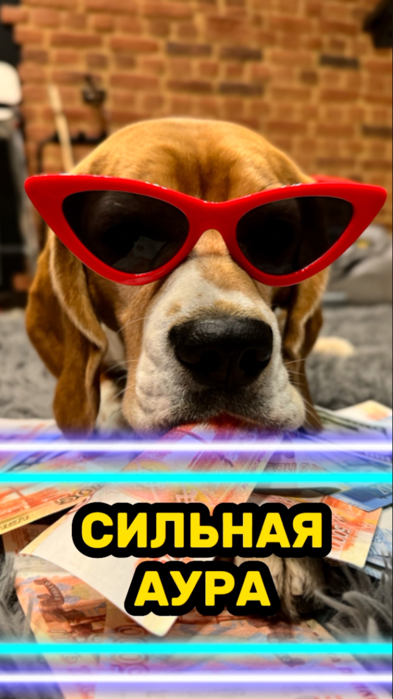 #животные #собака #бигль