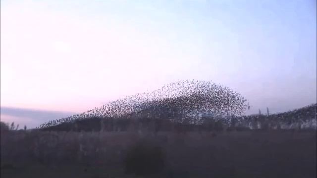 Скворцы.