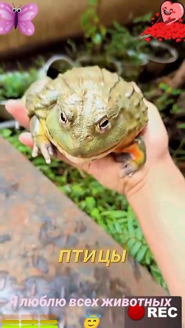 Я люблю всех животных