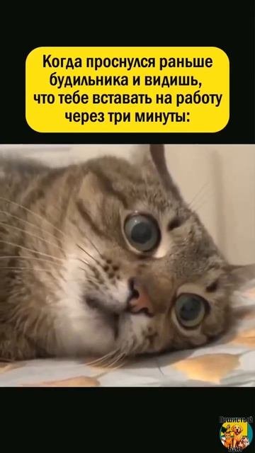 Клип @meowtaverse