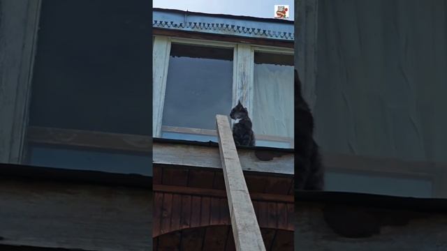 Пискунчик с ребятами перед сном послушал рассказ про птичек и вспомнил про журавлей 🌜🕊🕊🕊❤️🐈⬛😻