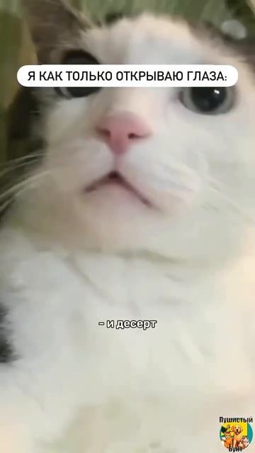 Клип @meowtaverse
