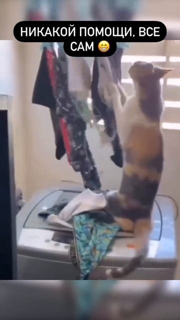 Всё по хозяйству 😺😄👏