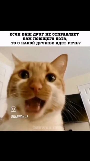 #shorts #юмор #кот