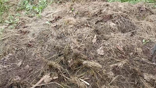 Лук порей уродился. Показываю