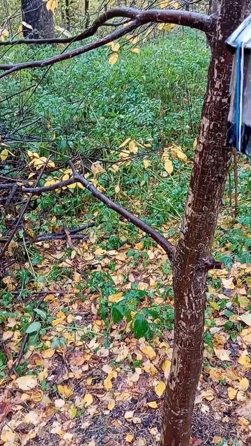 13.10.25. пополнила кормом дальние кормушки для белочек и мелких лесопарковых птиц