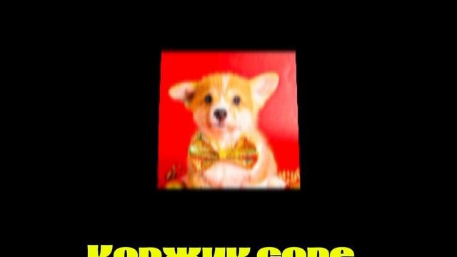 Коржик Core: