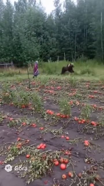 Мишка на огороде🐻🐻❄️🐼