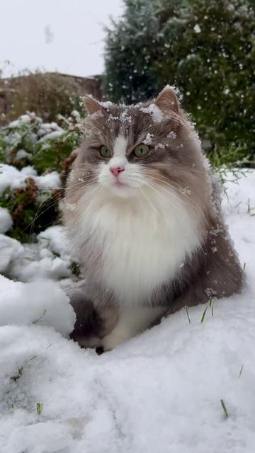 Наш TG https:t.meliveofcats