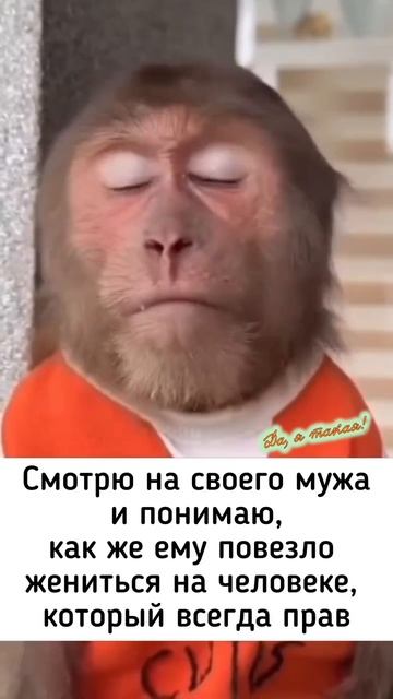5 домное, львиное