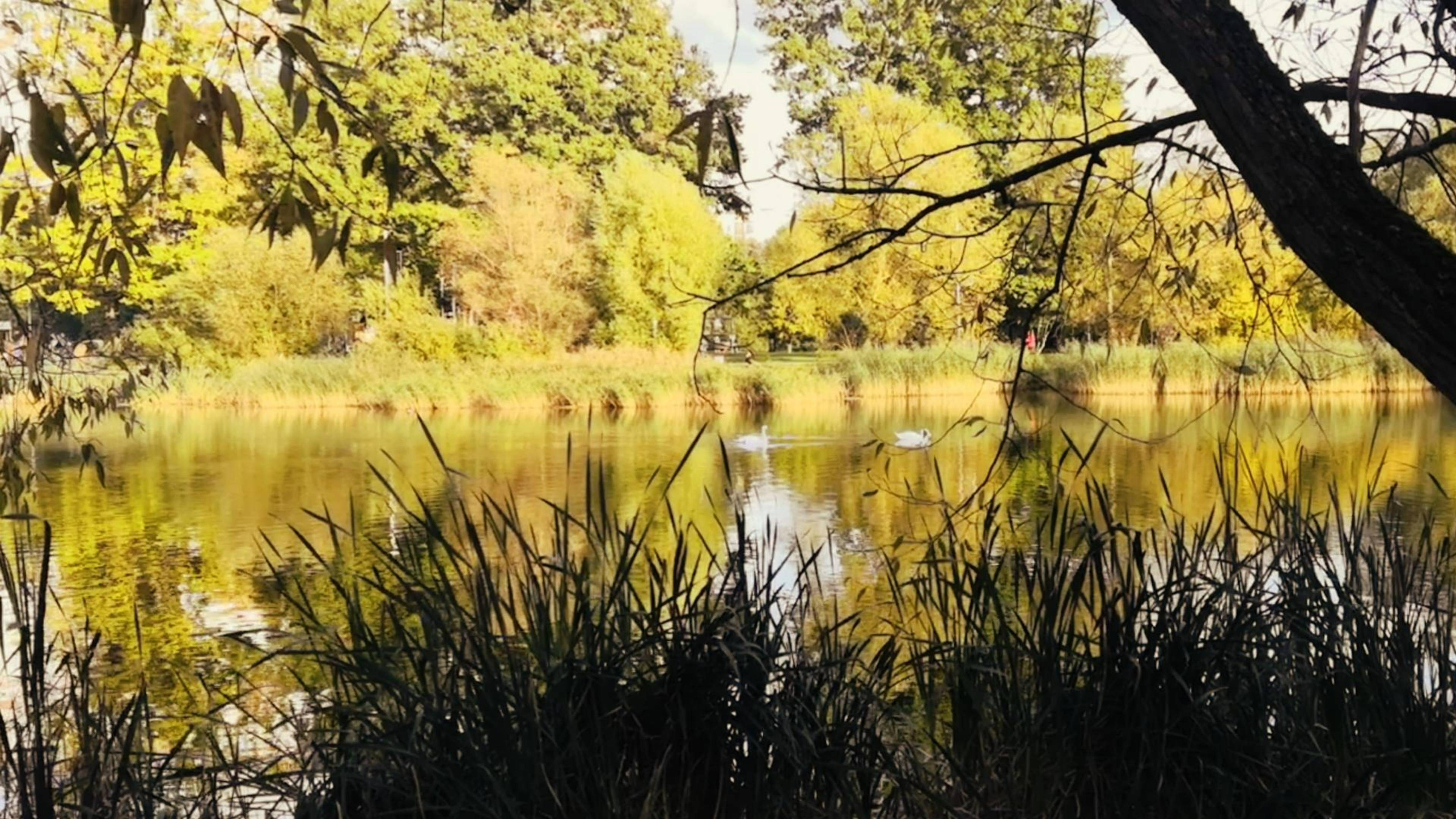 ПОЕЗДКИ ТУДА-СЮДА. КРАСИВАЯ ОСЕНЬ. ДОМАШНЯЯ РУТИНА.