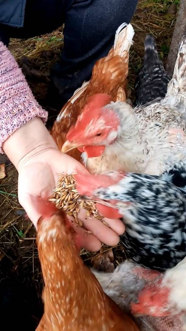 Лучший СПОСОБ восстановить оперение и яйценоскость кур.