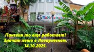 Пингвин работает! Значит лето продолжается! Лазаревское 14.10.2025.