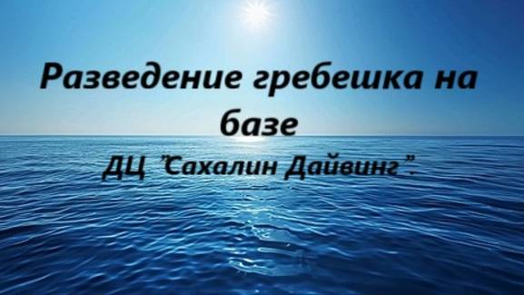 Разведение гребешка на базе ДЦ Сахалин Дайвинг.