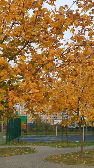 Осеннее кленовое настроение приходит вместе с циклоном Барбара