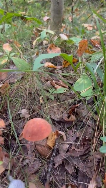 Грибочки в Ленинградской области 2024!🌲🍄🍁🍂   ( Дубль 4 )