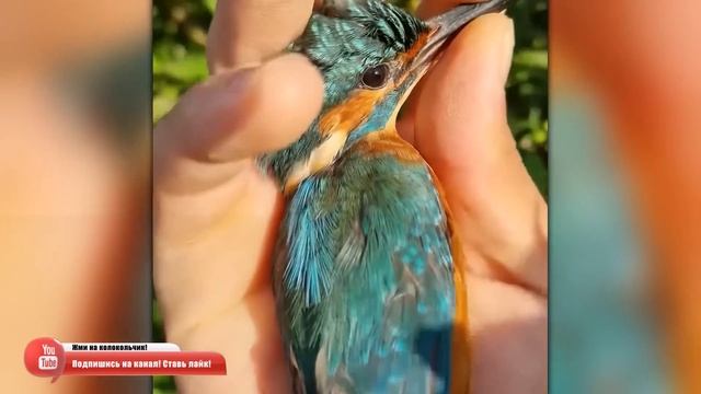 Вы Должны Это Увидеть! Случаи с Животными Которые Реально Взорвали Интернет!