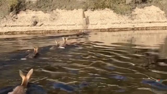 Миграция косули в Норском заповеднике