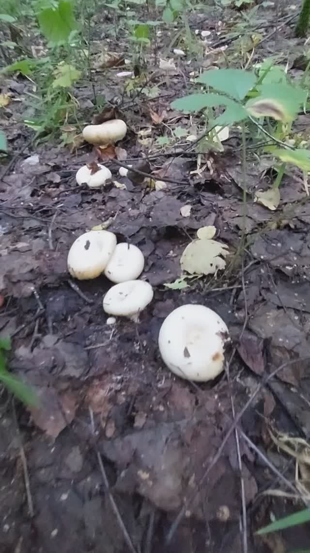 Груздочки! За грибами в лес!