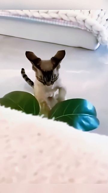 Funny Animal Moments I Забавные моменты с животными