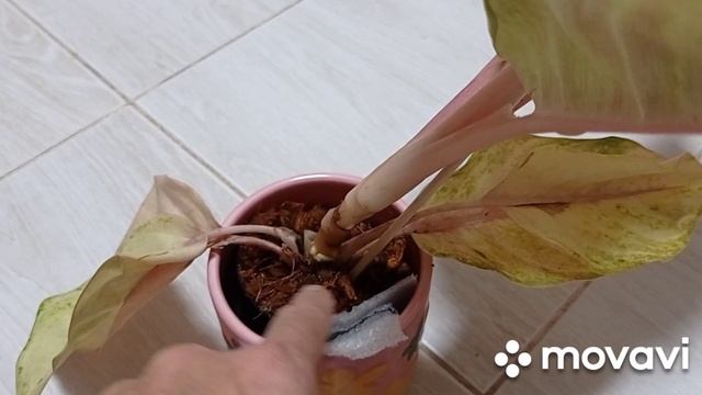 Комнатные растения/ цветы. Приехали новинки.