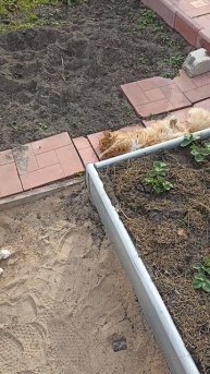 Покатушки. #котики