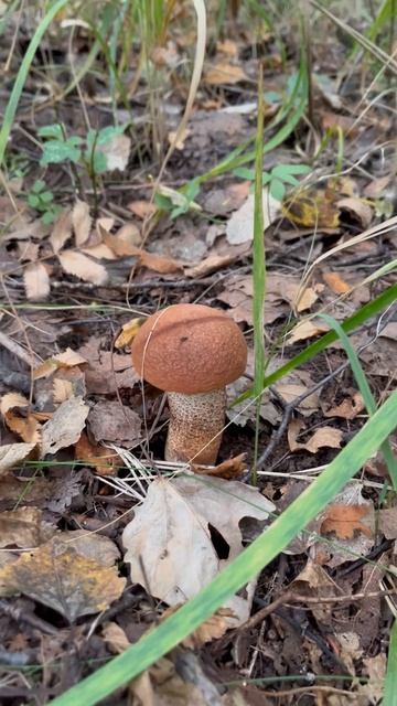 Грибочки в Ленинградской области 2024!🌲🍄🍁🍂   ( Дубль 5 )