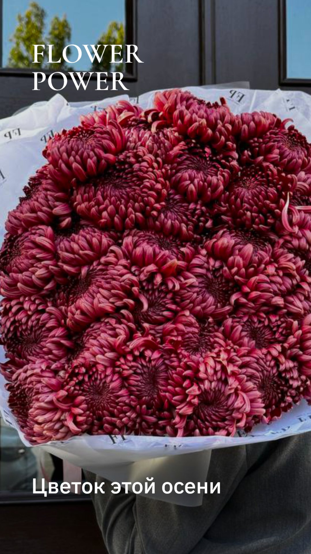 Цветок осени - хризантема «Бигуди»