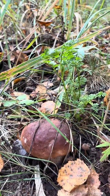 10.09.25 Грибочки!🍄🟫😉#лес #грибочки #белыйгриб