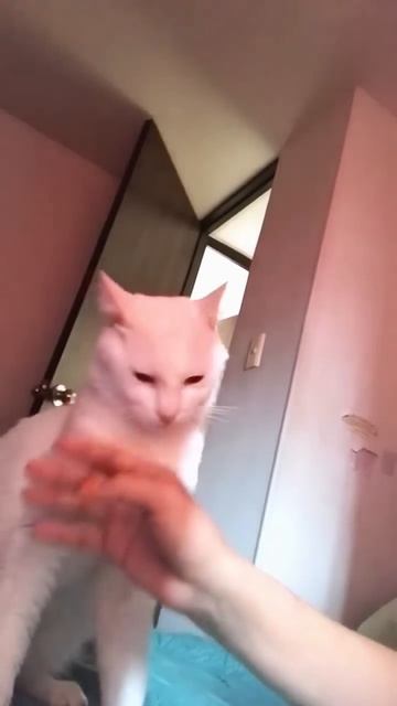 Смешные животные
