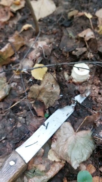 В лес по грибы - грузди!