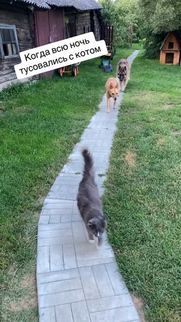 Когда всю ночь тусовались с котом
