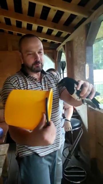 Освобождение дурной сороки залетевшей в дом