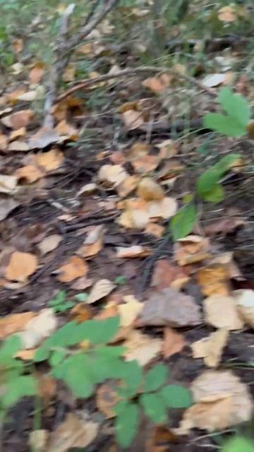 Грибочки в Ленинградской области 2024!🌲🍄🍁🍂   ( Дубль 3 )