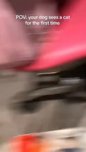 1000004911.mp4