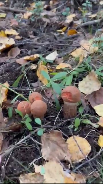 Грибочки! 🍄