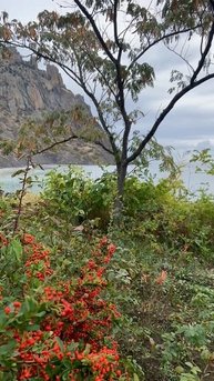 Курортное Крым У Карадагского дельфинария