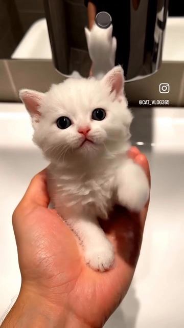Котик или пенка ? Ч2