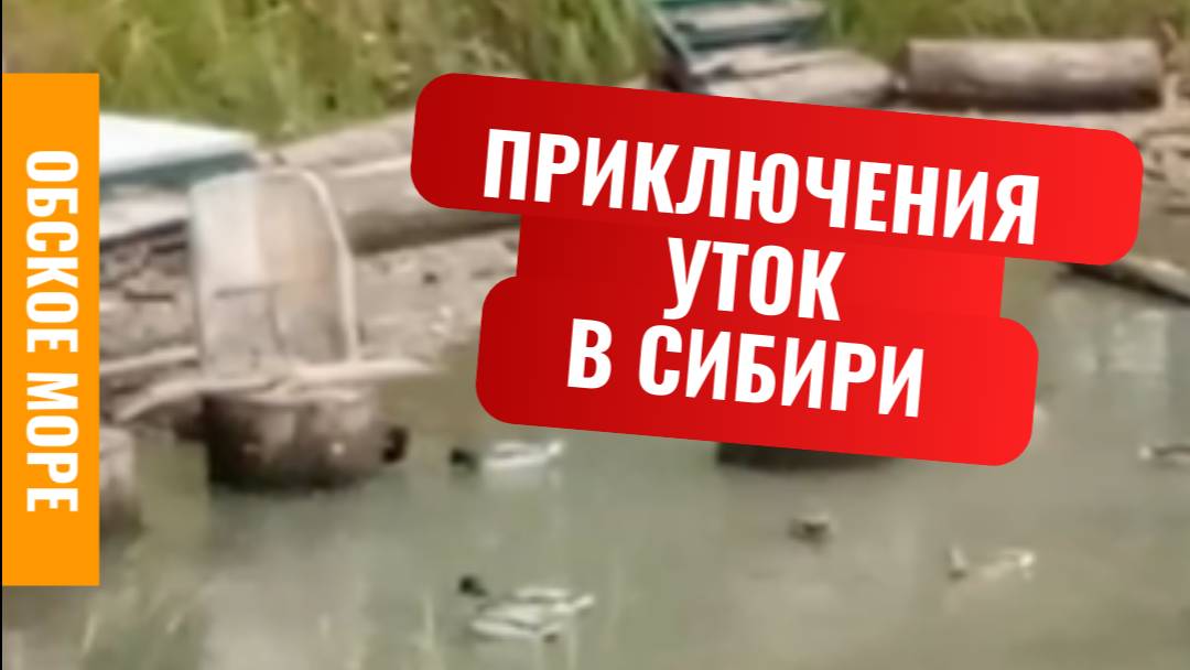 ☀️ 3 минуты из жизни уток на Обском море осенью 2025 Бердск Сибирь | #ОбскоеМоре #Осень #утки