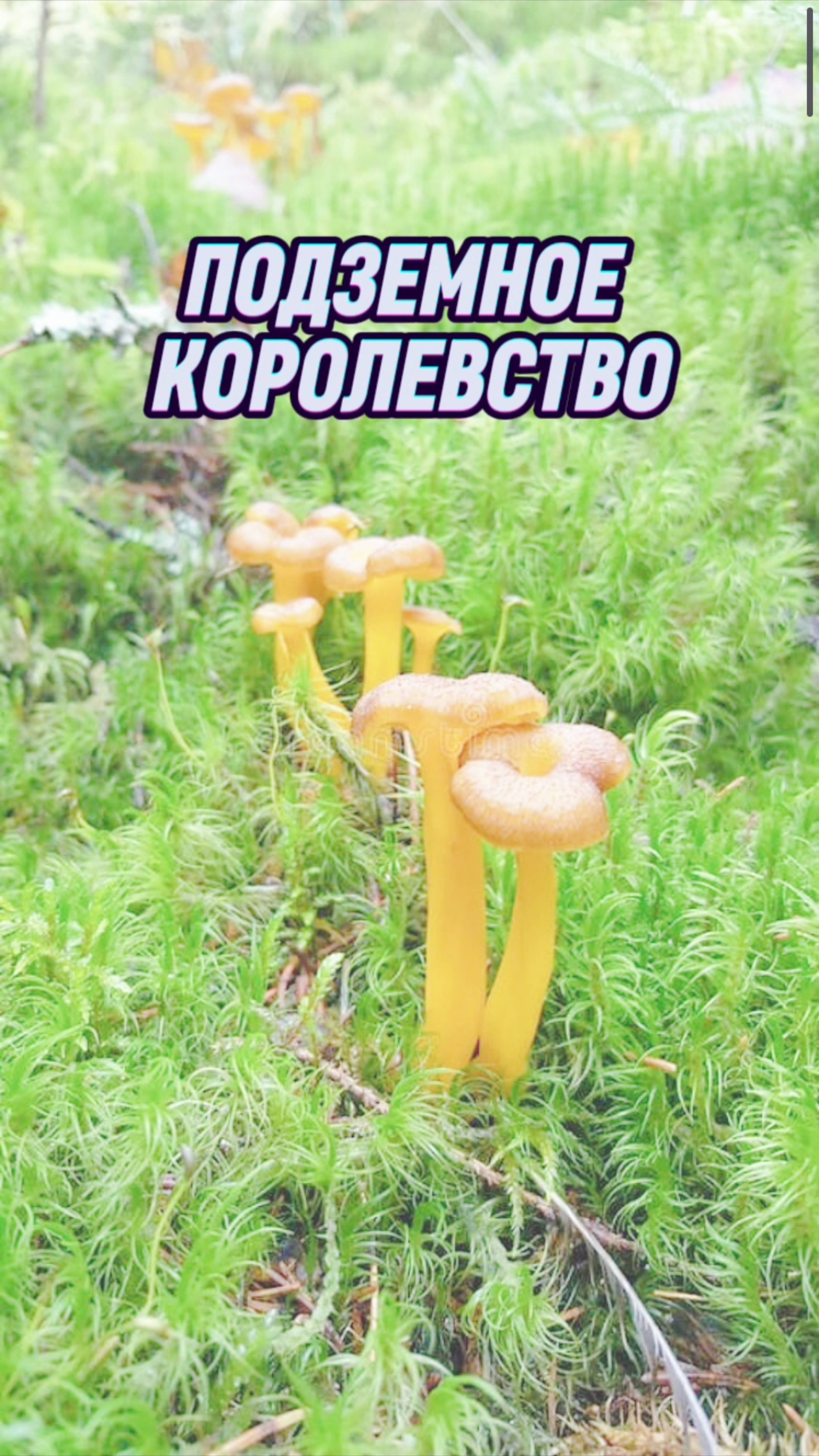 🍄Каждый гриб — лишь вершина невидимой сети, соединяющей лес воедино