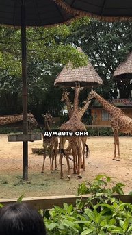 КАКИХ ЖИВОТНЫХ МОЖНО ВСТРЕТИТЬ В САФАРИ🇨🇳